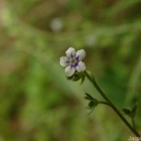 Cynoglossum zeylanicum (Sw. ex Lehm.) Thunb. ex Brand